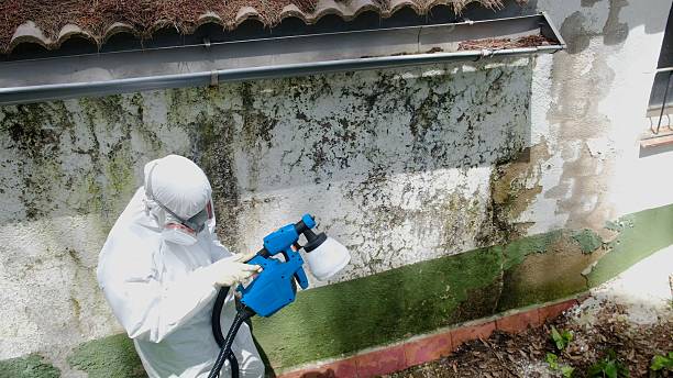 Mold Removal service in White Plains
